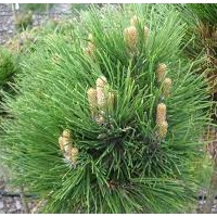 Pušis juodoji (Pinus nigra)  'Cebenensis  Nana'